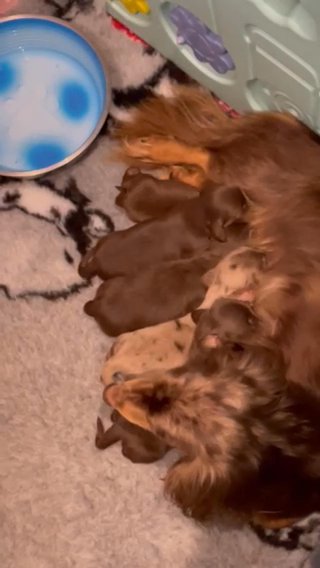 BEAUTIFUL MINIATURE DACHSHUNDS AVAILABLE