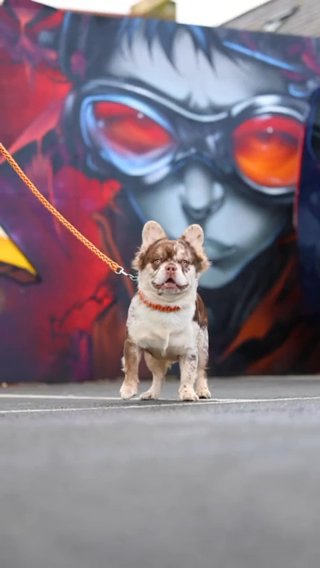 Fluffy Frenchie