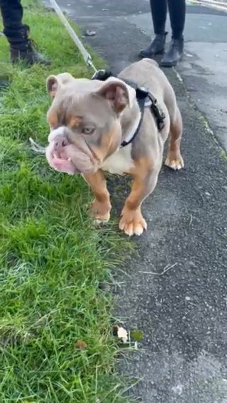 7 Months Male English Bulldog Puppy