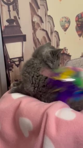 Gccf British Shorthair Blue Cream