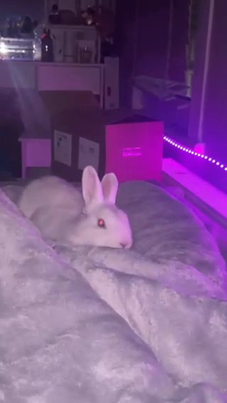 Netherland dwarf rabbit +indoor set up