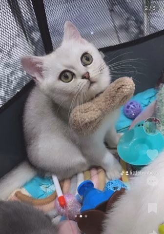 2 British Shorthair Kittens (silver & golden)