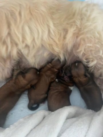 KC REG Champion Bloodlines Lhasa apso Puppies