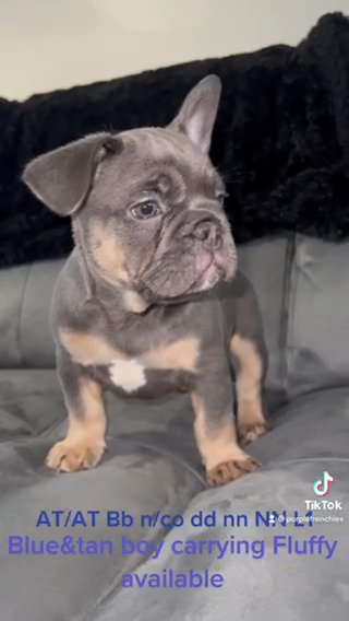 blue&tan carrying fluffy L1 COco and?