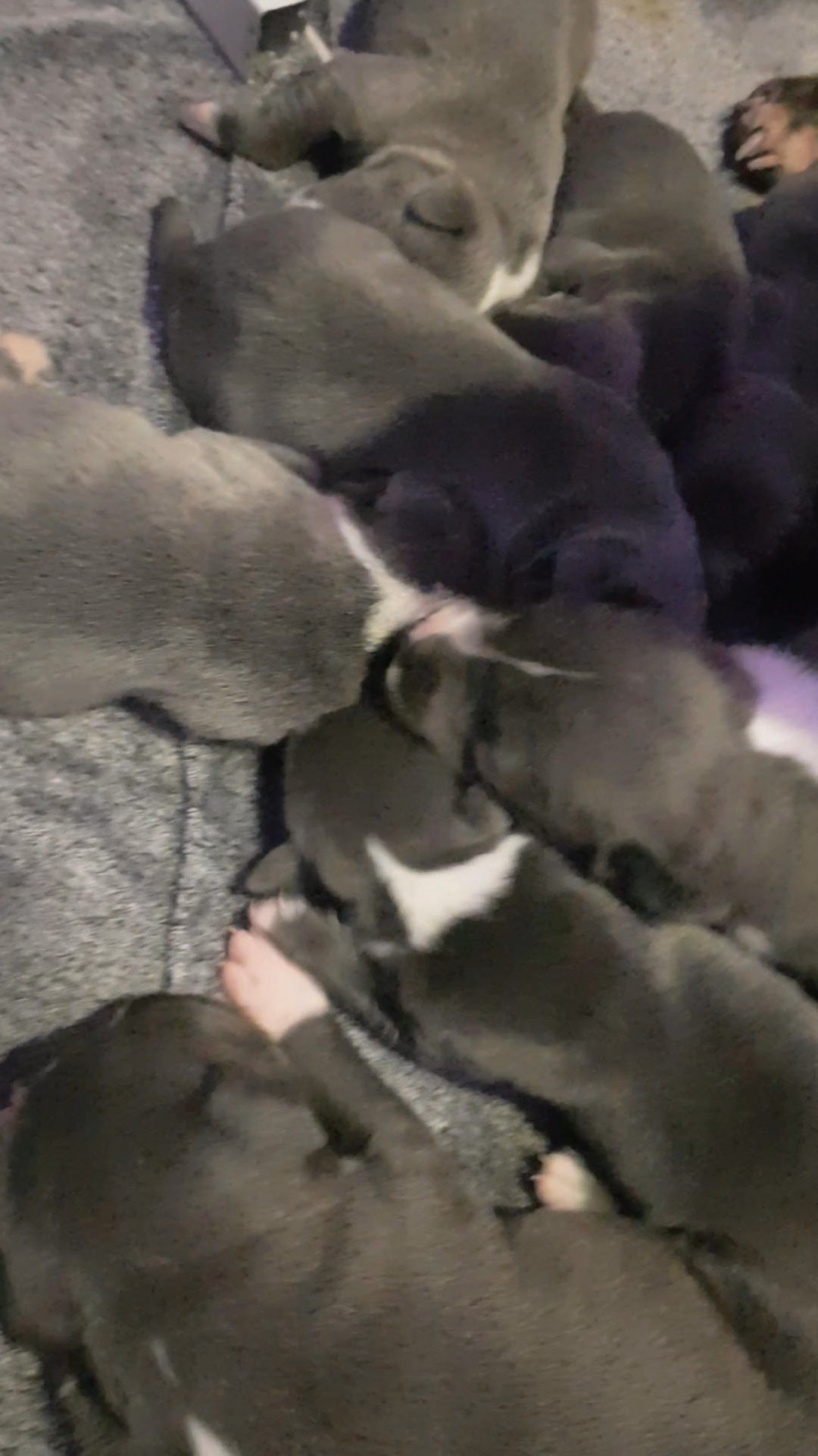 1 black/brindle staffy pup ready now.