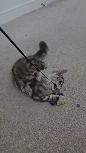 Maine coon