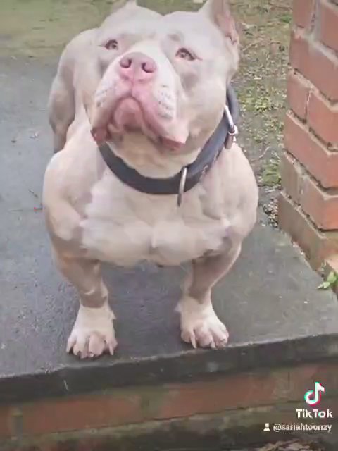 quality pocket female keeper puppy available