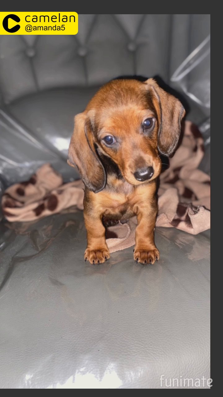 miniature dachshund