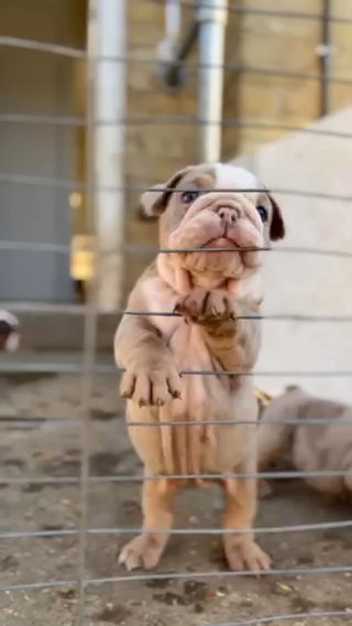 Bulldog Pups!