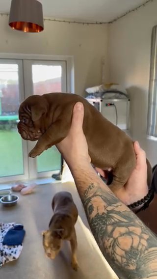 ? Solid Chocolate Male ?