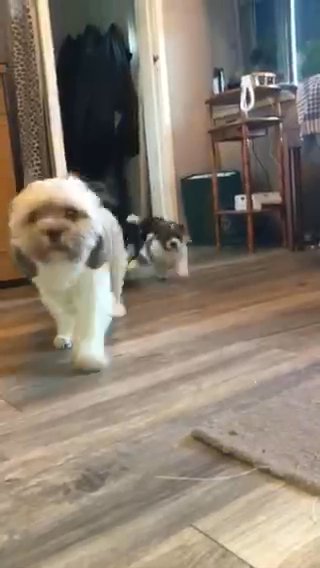 puppies running to dad!!