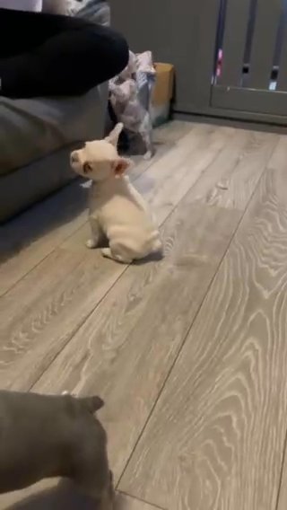 5 beautiful kc registered French bulldog girls