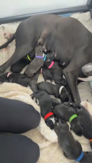 bull lurcher puppies to leave 27th Aug??