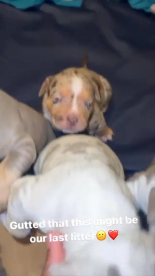 Male Olde English Bulldog