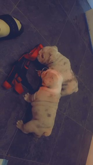 Lilac Tan Merle English Bulldogs