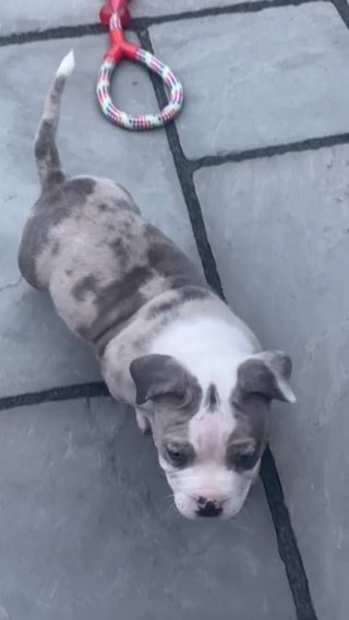 Lilac Merle American Bully