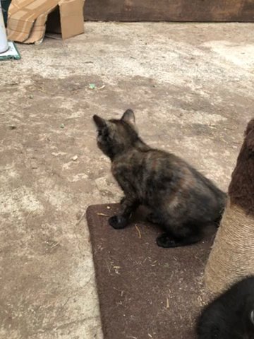 kittens For Sale in WALES