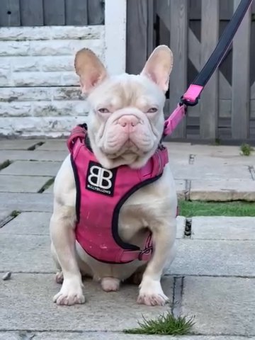 ‼️. STUD ‼️ Pink & Tan Big Rope