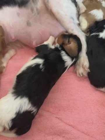 Cavalier King Charles Puppies