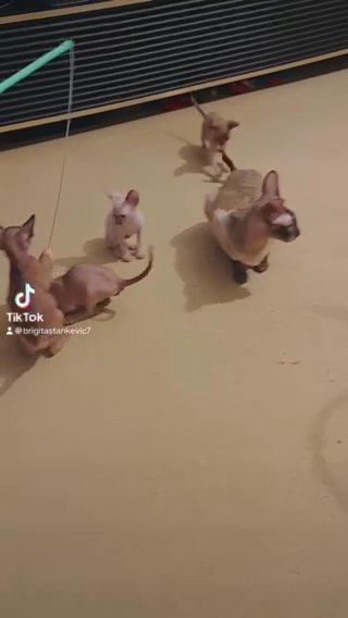 Cornish Rex Kittens
