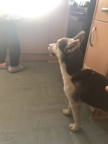 German Shepherd X Husky
