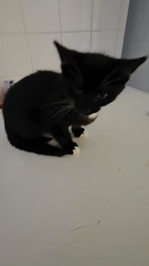 Kitten