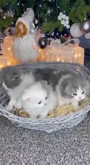 ALL KITTENS SOLD ?