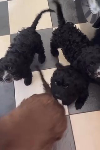 15 week old black f1 cockapoo
