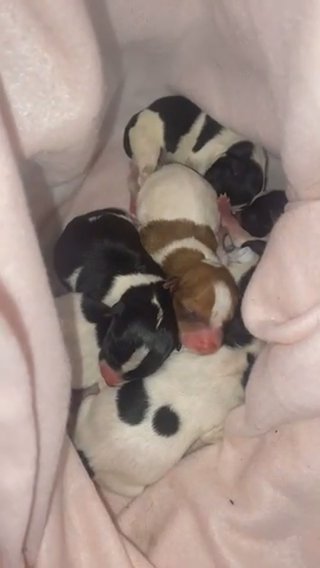 Jack Russell Puppies