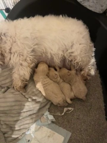 Beautiful Westipoo Pups 2 Left