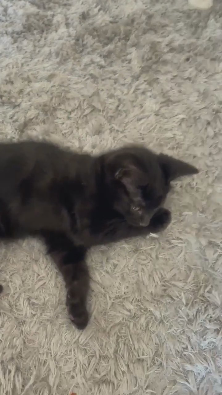 lovely kitten