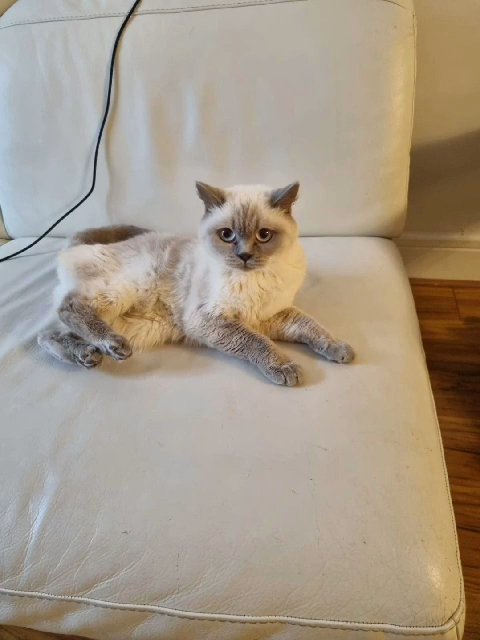 British cat