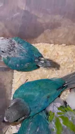 hand reared conures for sale