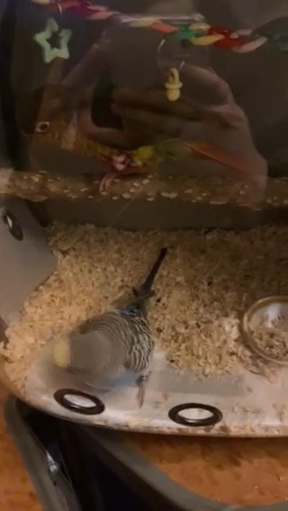 rehoming my yellow sided conure