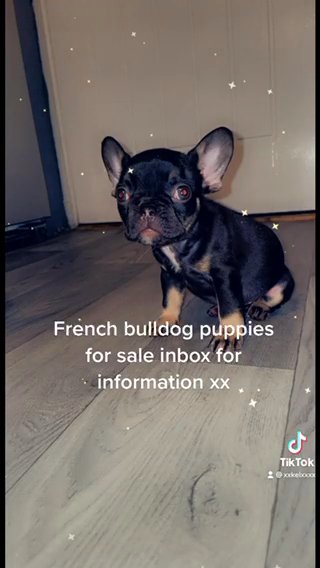 French bulldog