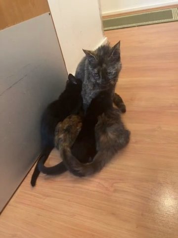 Kitten And Adult Cat