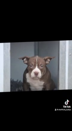 5 Female Pocket Bullys Ready To Leave