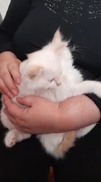 Ragdoll kittens