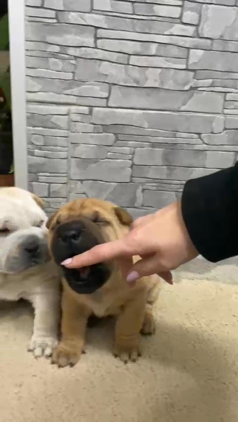 sharp pei
