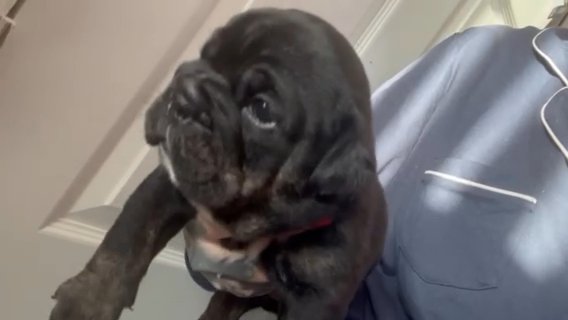 English Bulldog