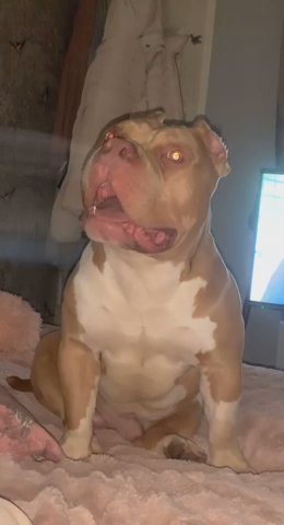 Pocket Bully Open For Stud Duties Now