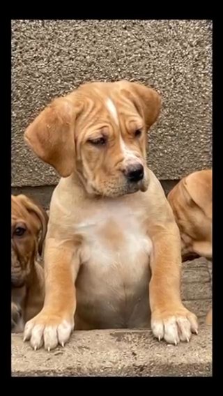 Cane Corso
