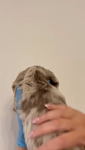 Miniature Long Hair Dachshund