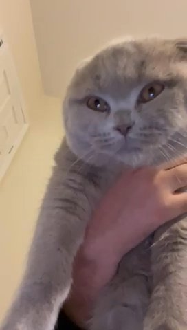 Grey male Scottish Fold Kitten