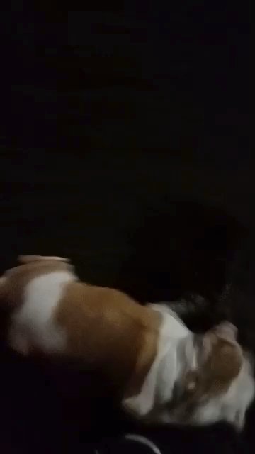 Biggie the English bulldog