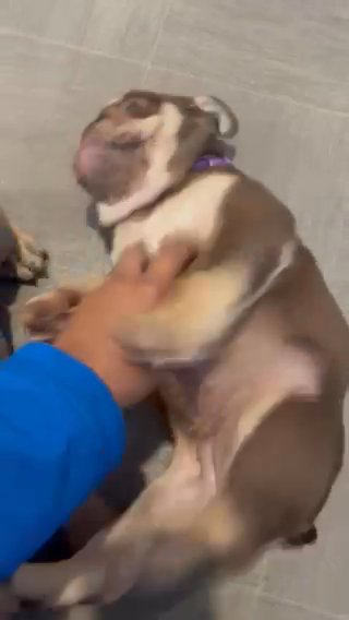 English Bulldogs