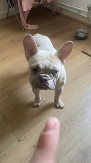 french bulldog stud