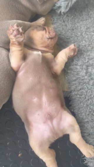 British Bulldogs