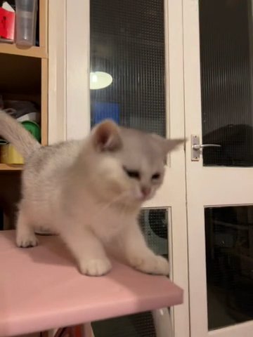 Silver Shaded British Shorthair Boy