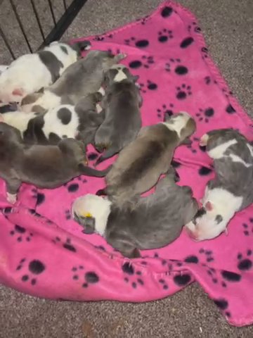 Old Tyme Bulldog Puppies